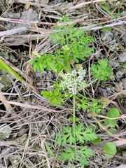 Cnidium monnieri formosanum