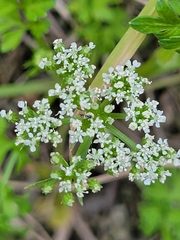 Cnidium monnieri formosanum