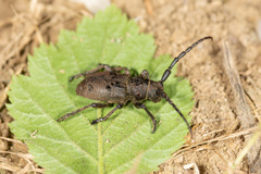 Herophila tristis