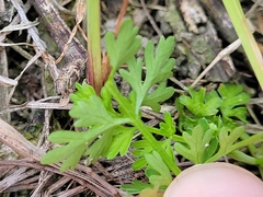 Cnidium monnieri formosanum