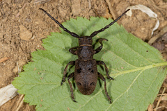 Herophila tristis