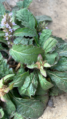 Ajuga taiwanensis