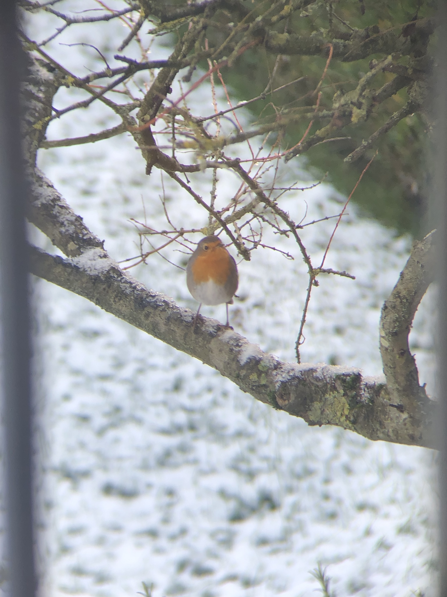 European Robin