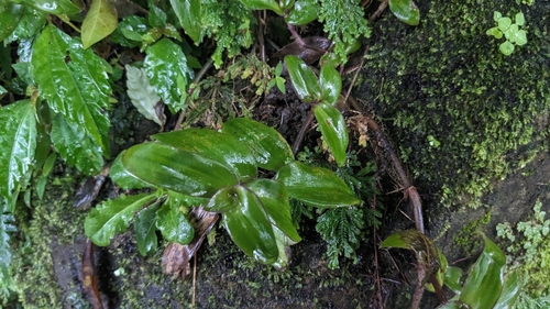 Cyanotis ciliata, photograph 3