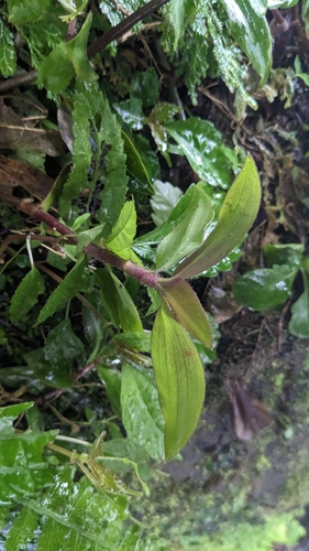 Cyanotis ciliata, photograph 4