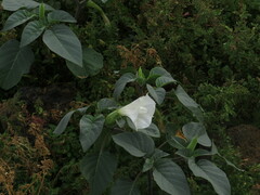 Datura innoxia image