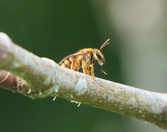 Mellitidia tomentifera