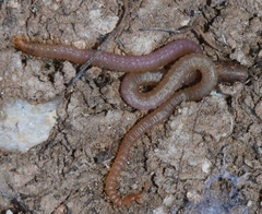 Dignathodon microcephalus
