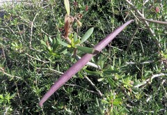 Periploca laevigata