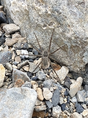 Dolomedes aquaticus