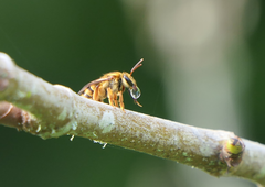 Mellitidia tomentifera