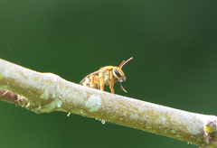 Mellitidia tomentifera