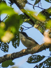 Pteruthius aeralatus