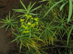 Leptochilus cruentatus