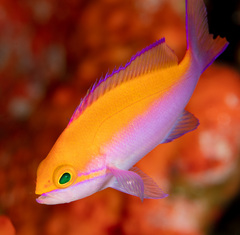 Nemanthias bicolor