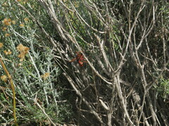 Delta dimidiatipenne