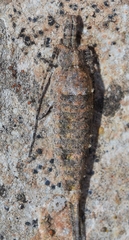 Machilinae