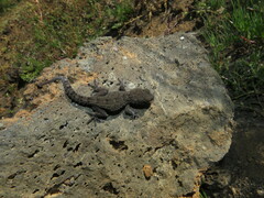 Tarentola delalandii