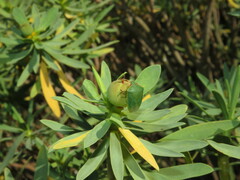 Acrosternum rubescens