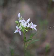 Stenaria nigricans