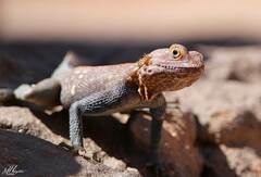 Agama tassiliensis