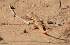 Acanthodactylus boskianus