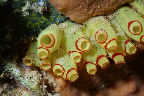 Ecteinascidia maxima · iNaturalist