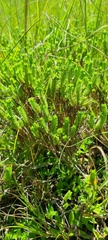 Crassula ericoides