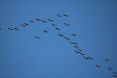 Grus grus