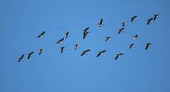 Grus grus