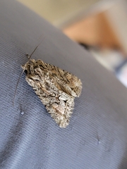 Ichneutica ustistriga