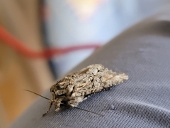 Ichneutica ustistriga