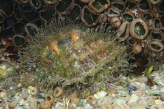 Monoplex parthenopeus