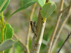 Illyria australensis