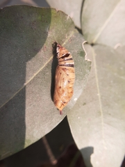 Daphnis nerii