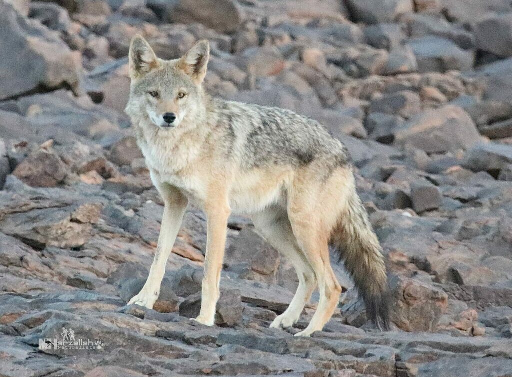 African Golden Wolf