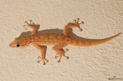 Ptyodactylus