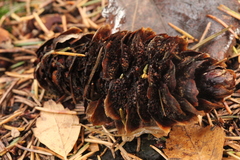 Pucciniastrum areolatum