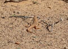 Acanthodactylus boskianus