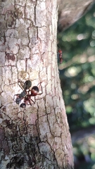 Polyrhachis bihamata