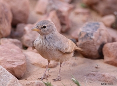Ammomanes deserti