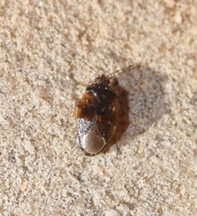 Brachysteles parvicornis