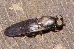 Dysbiota parvula