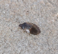 Brachysteles parvicornis