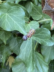 Phonognatha graeffei