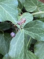 Phonognatha graeffei