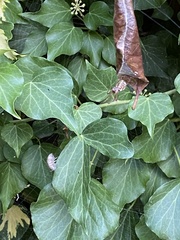 Phonognatha graeffei