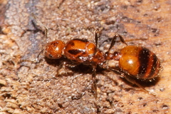 Chelaner antarcticus