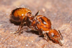 Chelaner antarcticus