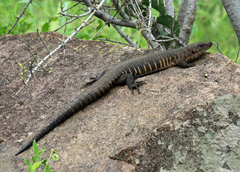 Matobosaurus validus